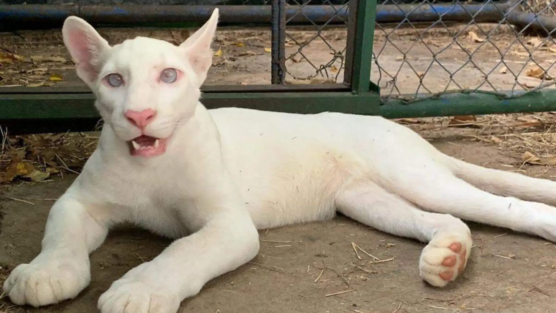 Puma albino nicaragua 